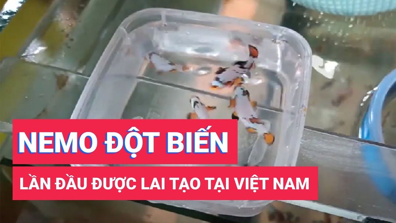 Việt Nam lần đầu lai tạo d&ograve;ng c&aacute; Nemo đột biến ho&agrave;n to&agrave;n
