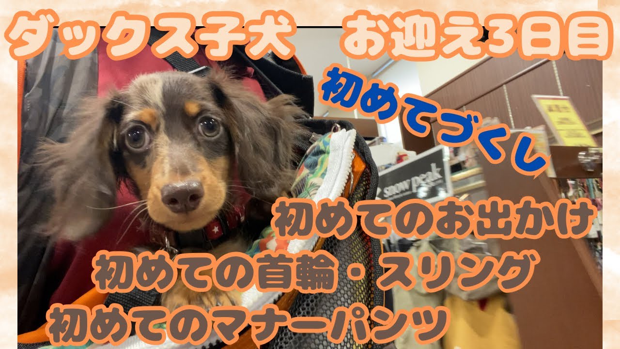 【エトワとステラ】ダックス子犬お迎え3日目　初めてのお出かけ　初めての首輪　初めてのマナーパンツ　初めてのスリング　初めてづくしで、どうなるステラ