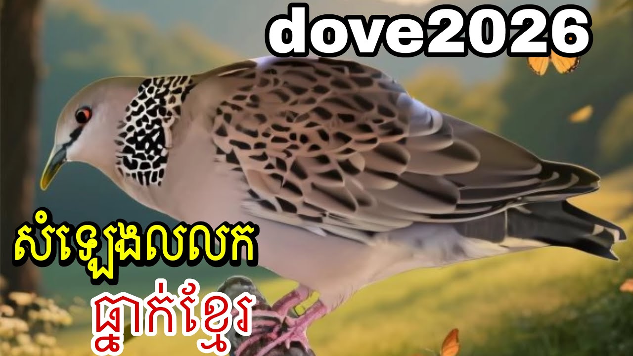 លលកយំច្បាស់ល្អ The Spotted Dove