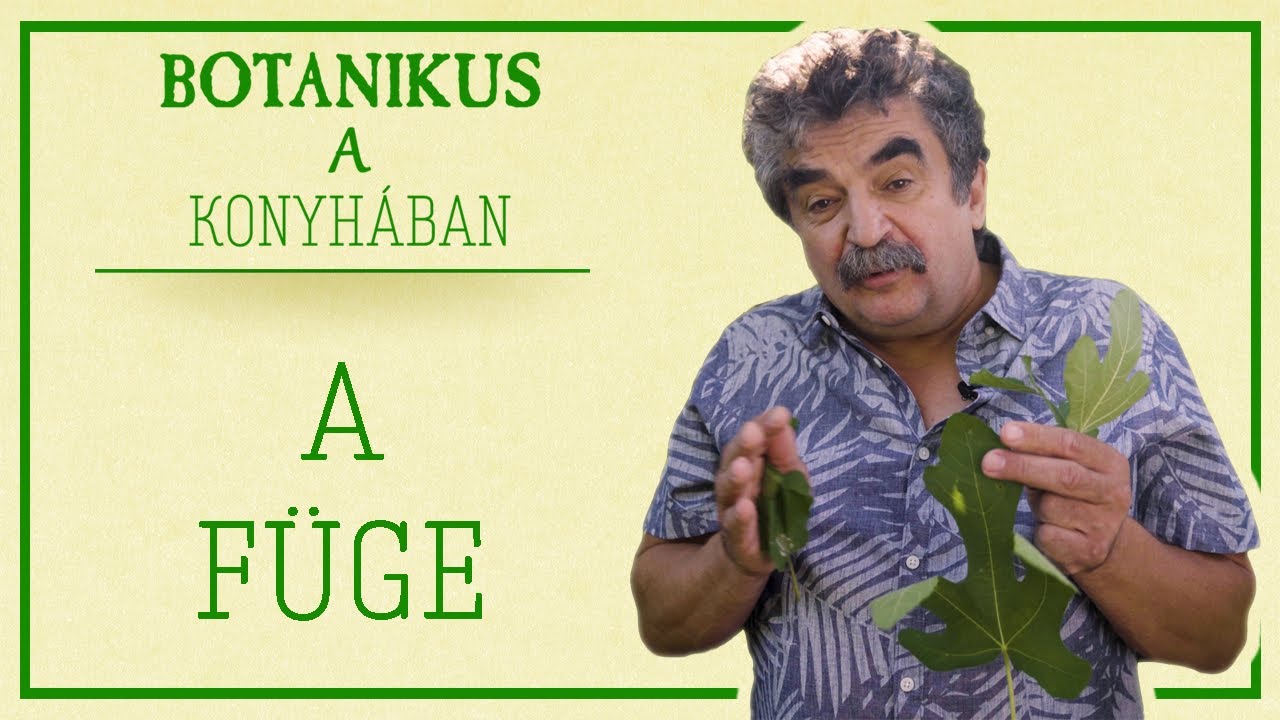 Botanikus a konyhában - 50. A füge