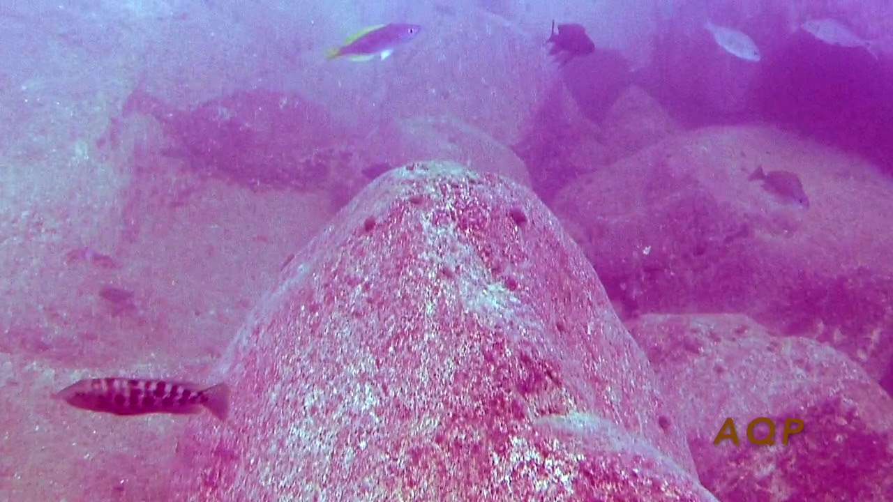 Lake Tanganyika Biotope: Sand to Rock