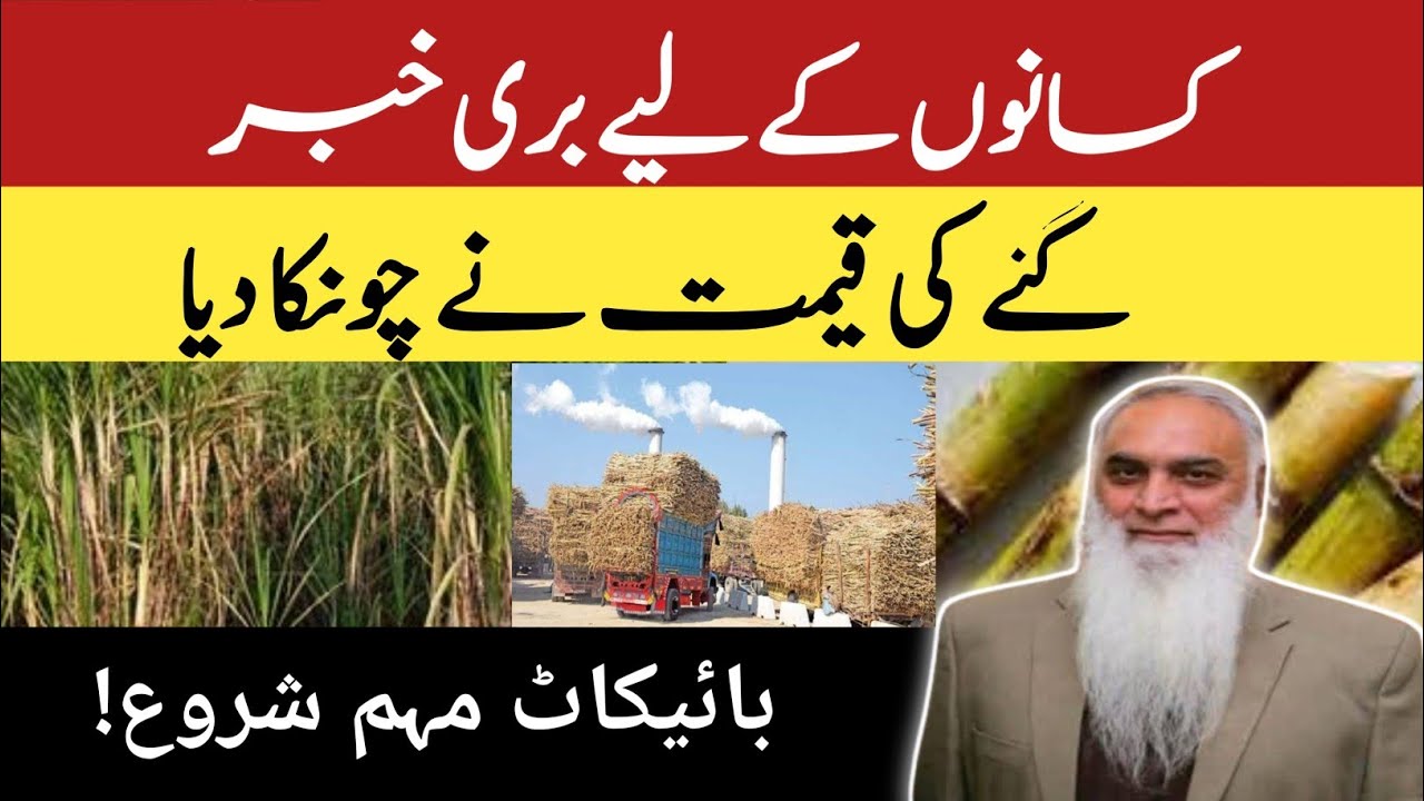 Kisanon Ke Liye Buri Khabar | Ganne Ke Rate Mein Bari Kami | Sugarcane Price Drop
