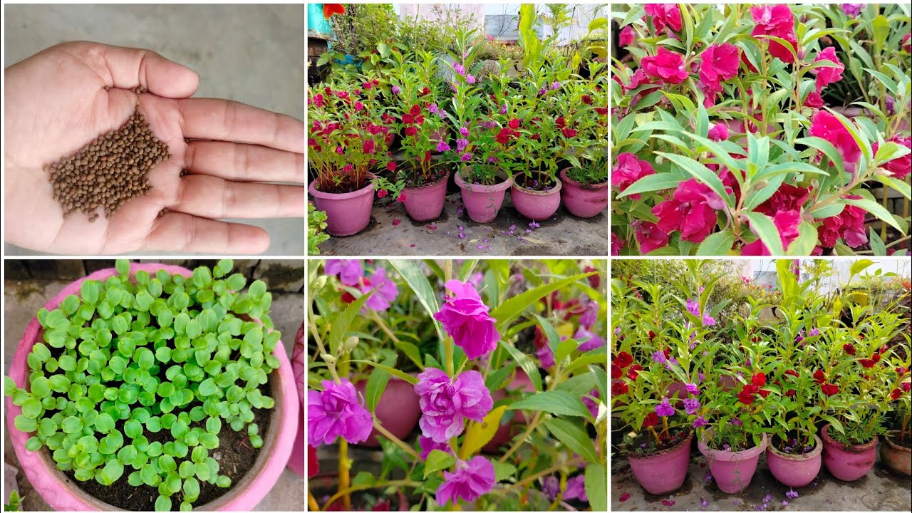 How To Grow Double Petal Balsam plant from seeds |Gouri's terrace garden