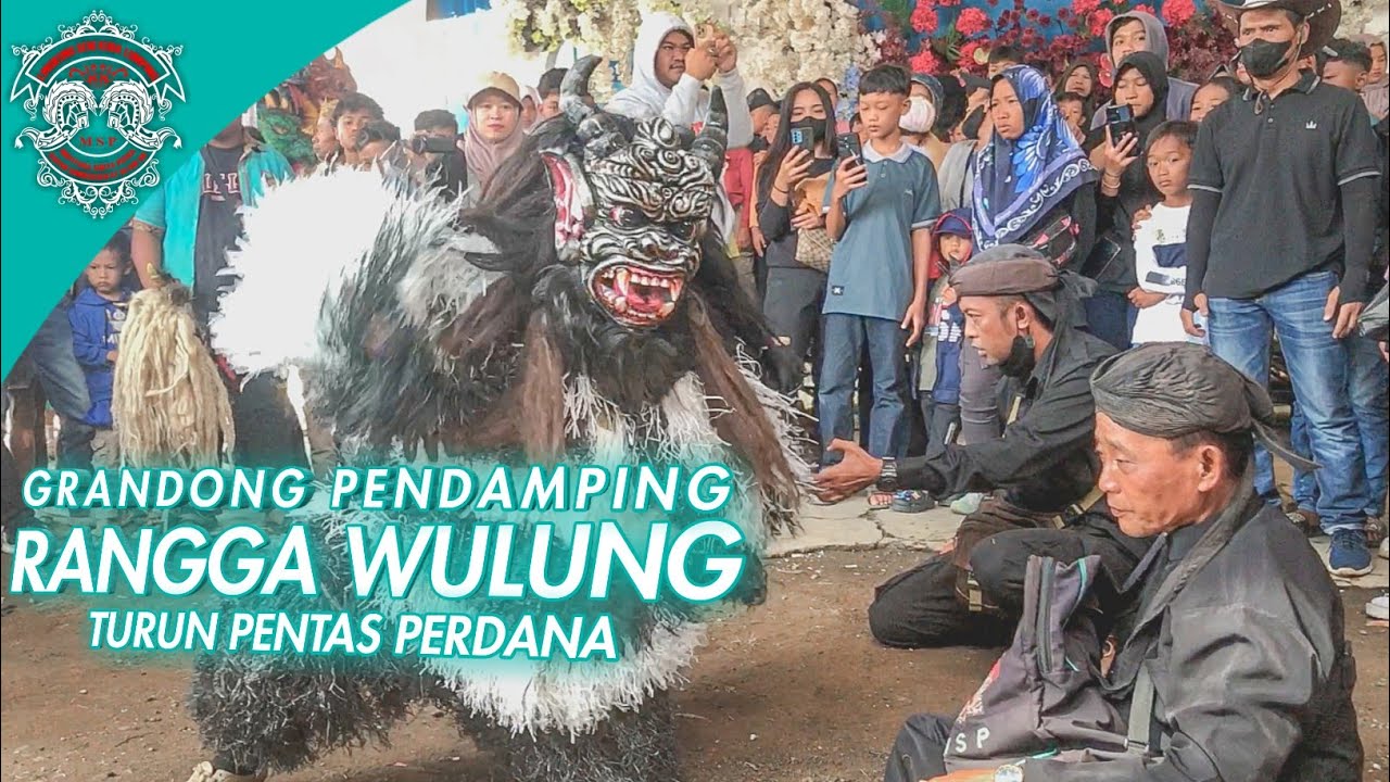 GRANDONG PENDAMPING RANGGA WULUNG SAAT TURUN PENTAS UNTUK PERTAMA KALI DI MSP | MUTIYARA SURYA PUTRA