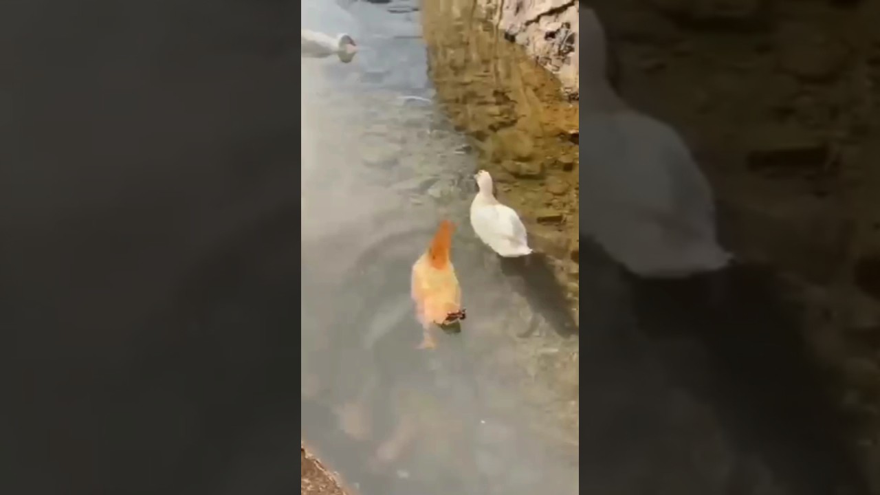 Chickens swim like ducks #funnyshorts #animals #duck #chicken #friendship