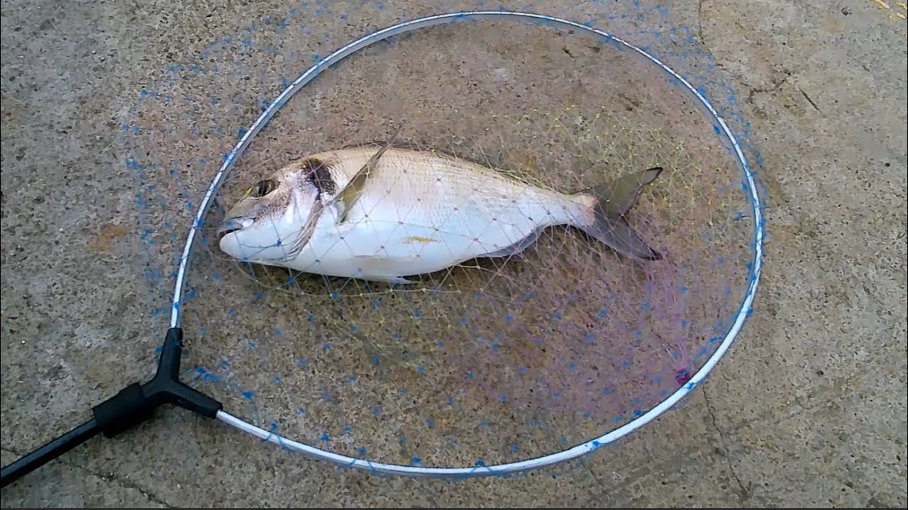 Eging alle seppie, pesca a spinning e l'orata di Luca.