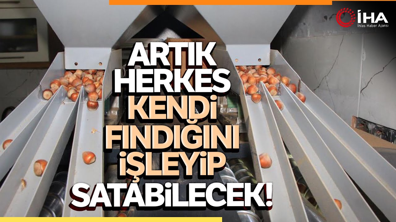 Fındıkta Hasat Sona Erdi Sıra Kırma Ve Kavurma İşleminde