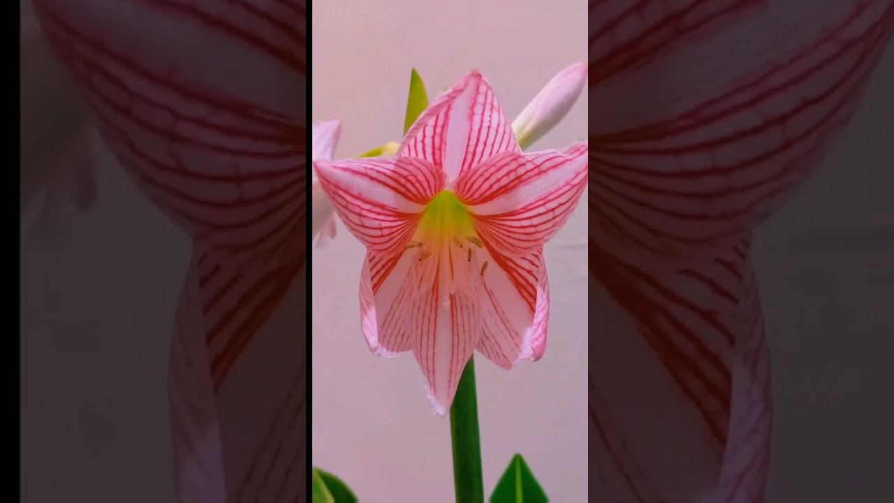 STRIPED BARBADOS LILY | HIPPEASTRUM STRIATUM | LILY TIME LAPSE @rrchannel6665