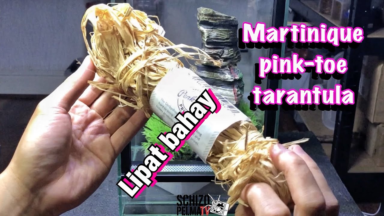 Buti pa to’ may bahay at lupa (Caribena versicolor)