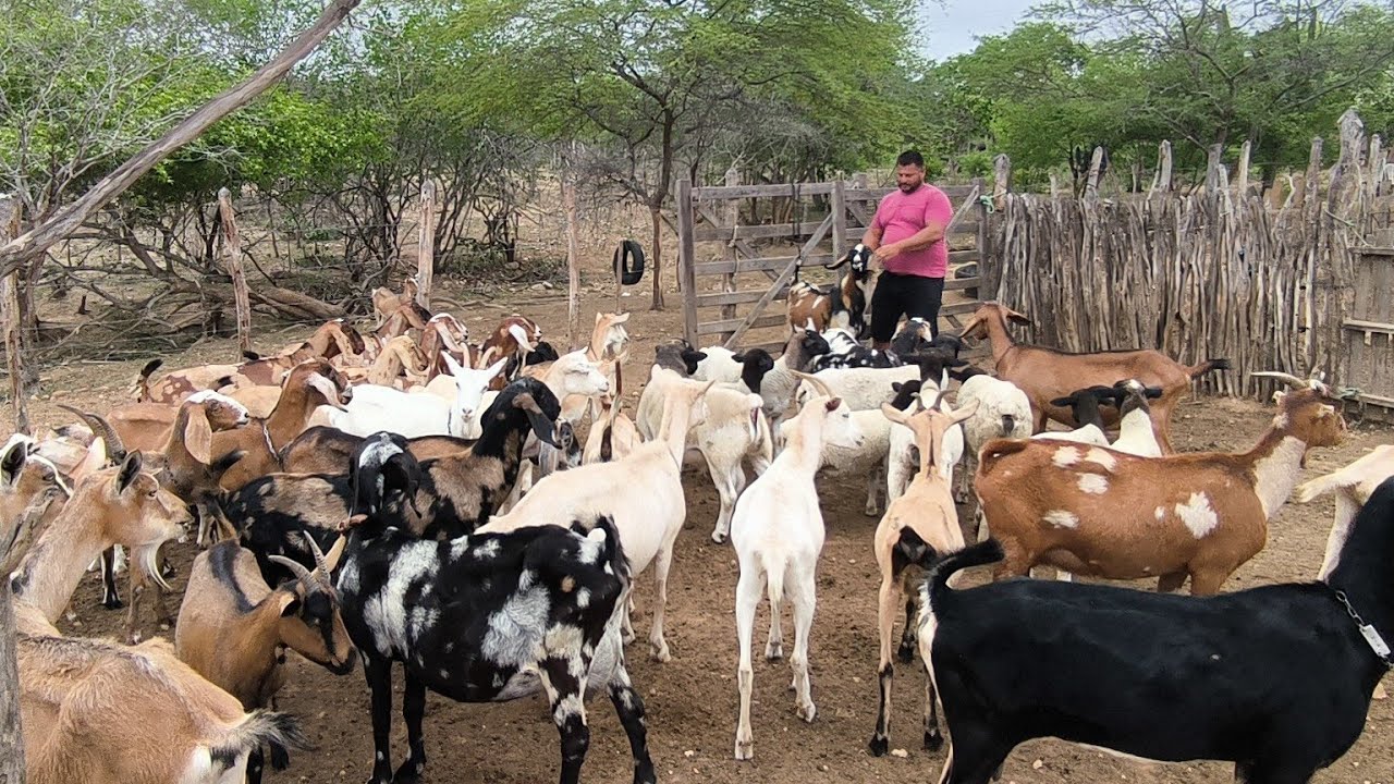 NETO MOSTRA SUA CRIAÇÃO DE CABRAS LEITEIRA NO CARIRI PARAIBANO SOLEDADE 