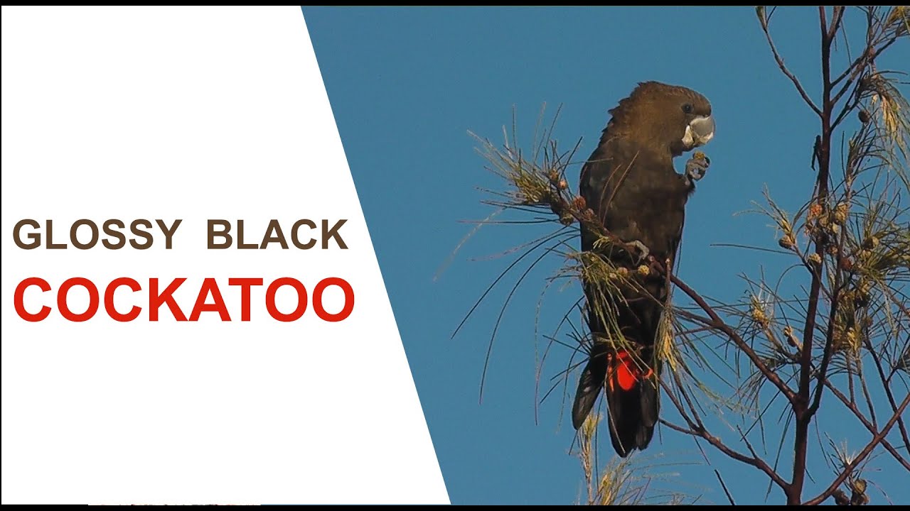 Australian Bird Media. Glossy Black Cockatoo family group feeding. Australian Bird Media/ Nikon Z6