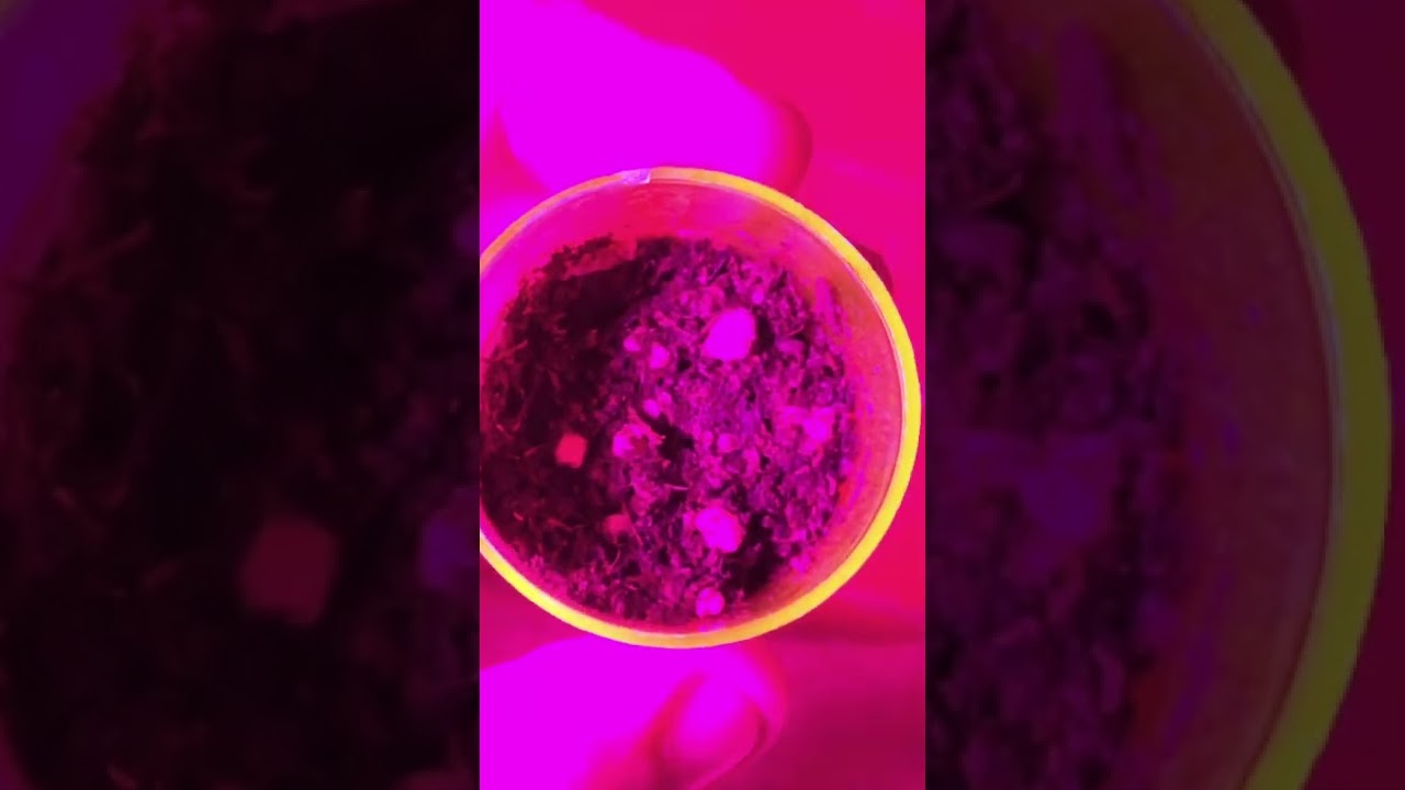 Germina&ccedil;&atilde;o / Vegetativo.         #guerrilha #maconhamedicinal #cannabis #cannabiscommunity #weed