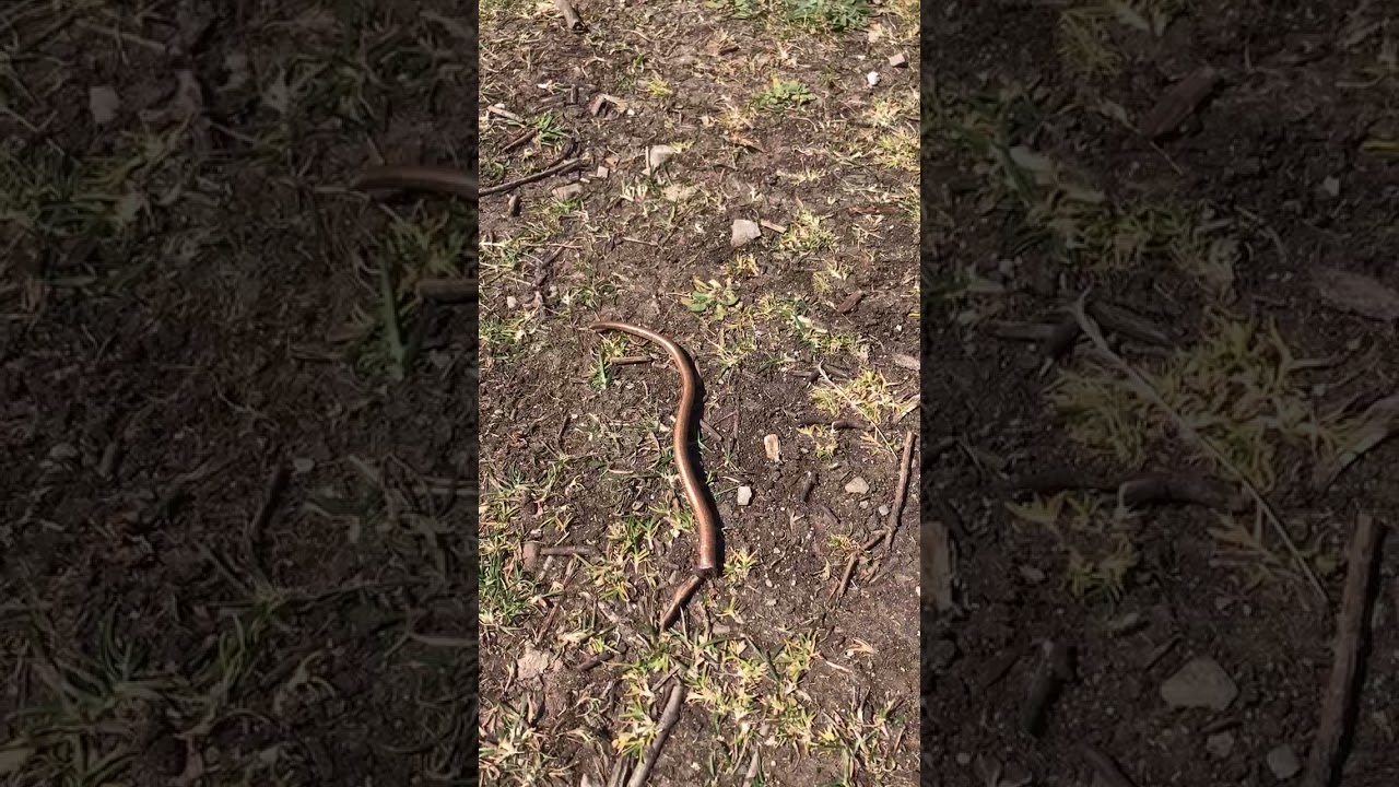 Slow-worm autotomized tail following an attack from a magpie at Mumbles Head