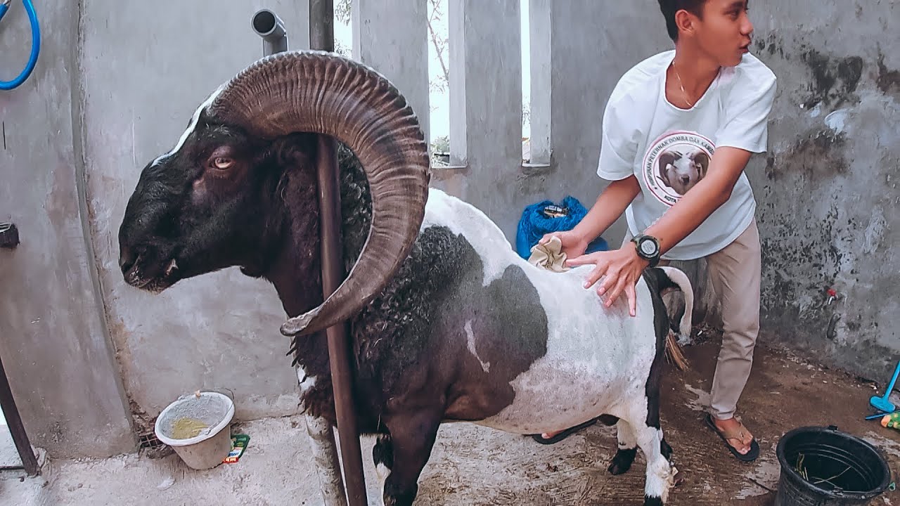 Tips Perawatan Domba Garut Agar Tidak Kram Otot Saat Di Lapang