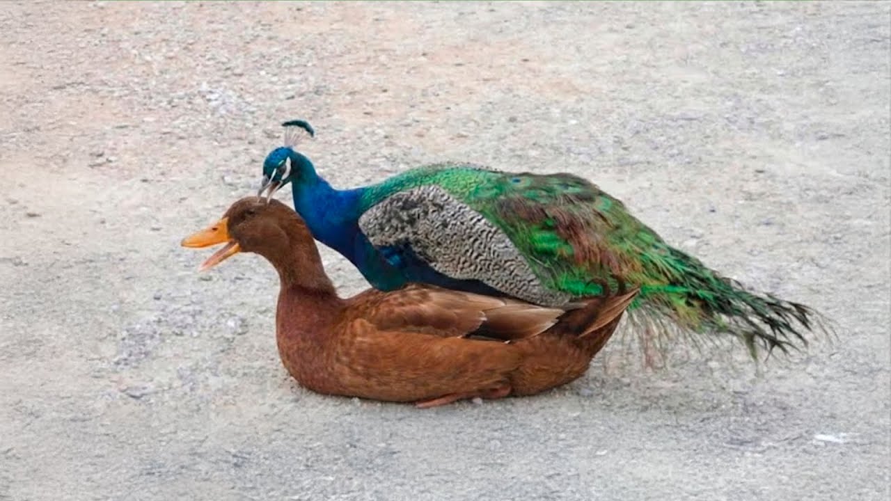 O PAVÃO PODE CRUZA COM A PATA?