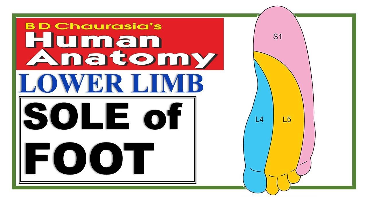 Chp10 | SOLE of FOOT | Lower Limb | Dr Asif Lectures | BD Chaurasia