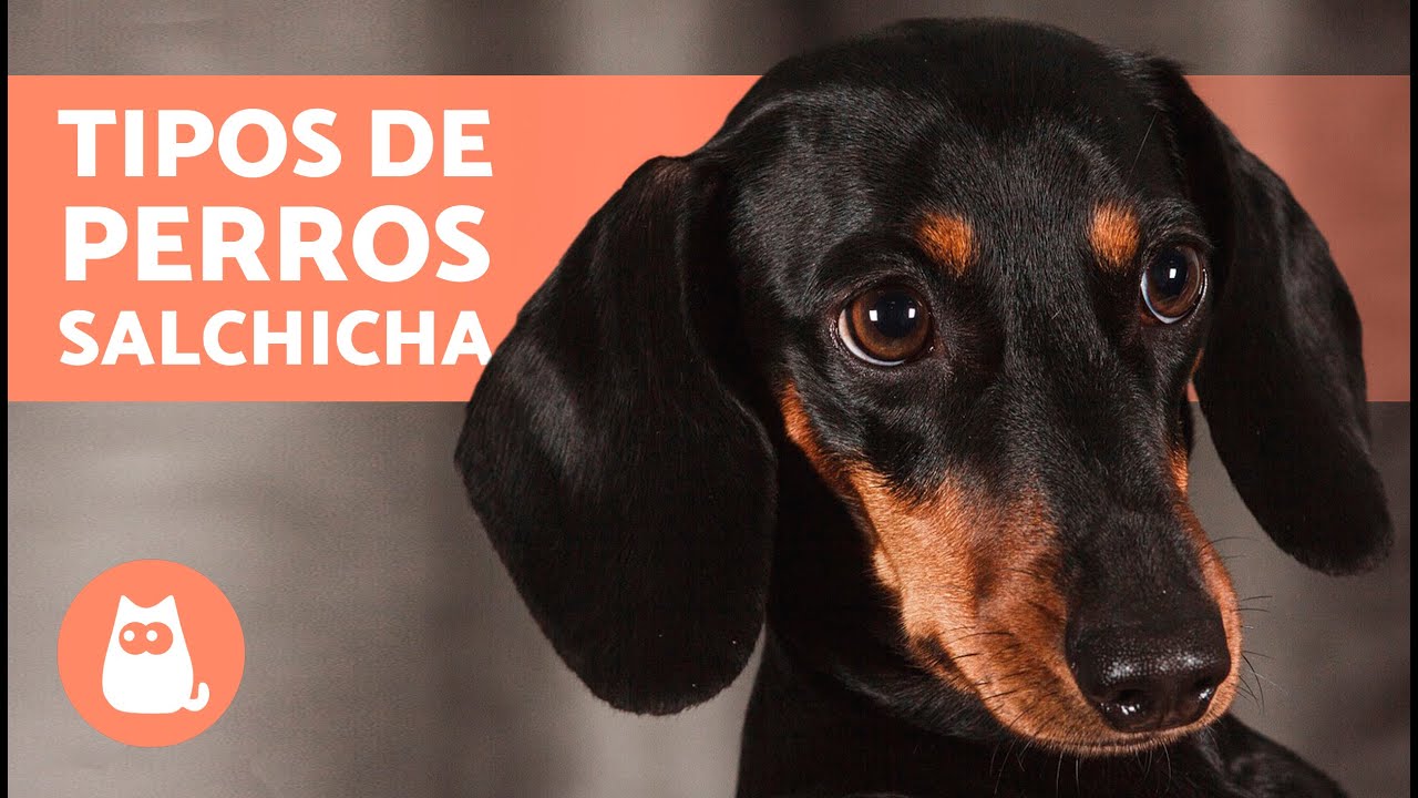 TIPOS de TECKEL o DACHSHUND 🐶🐾 ¿Los conoces todos?