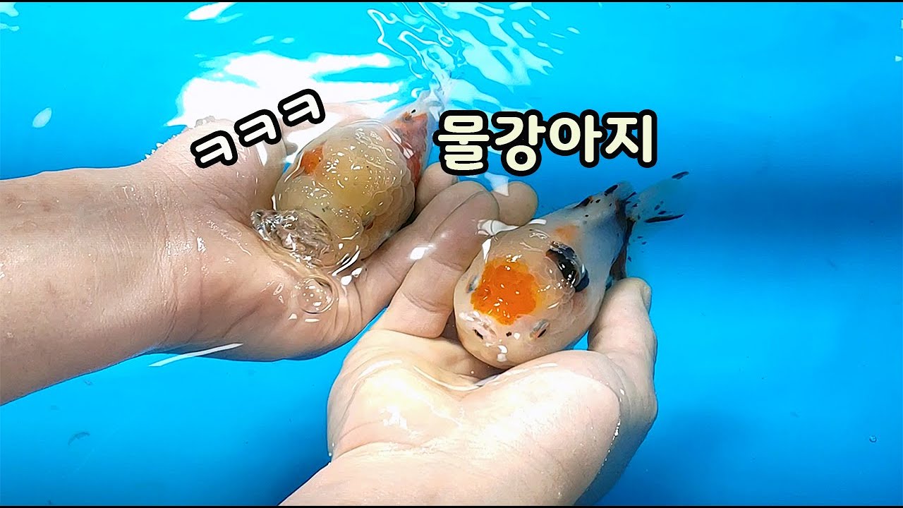 완전 물강아지네요~ 금붕어에 대한 고정관념이 바뀝니다.  [오브리더]