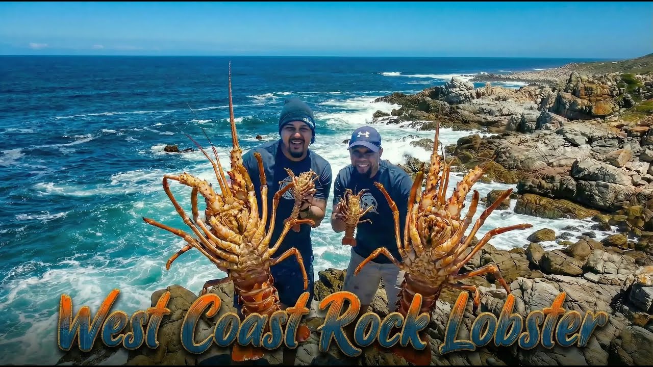 Diving For The West Coast Rock Lobster in Pringlebay Hangklip