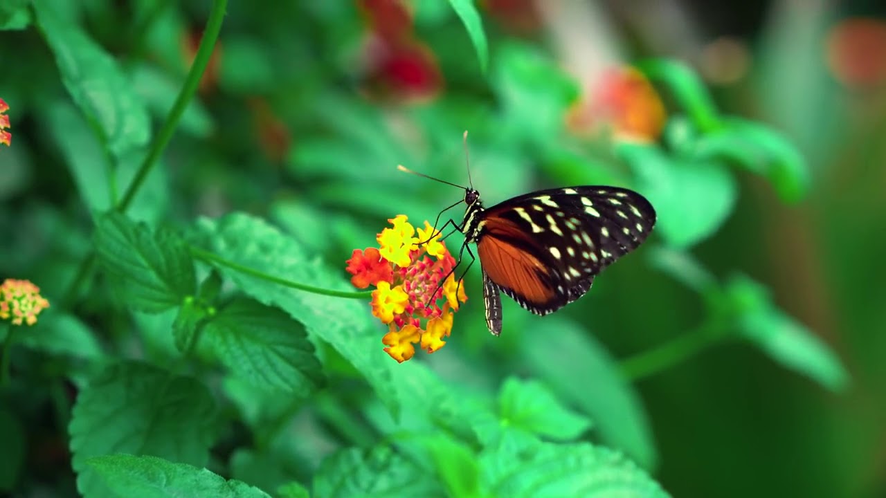 Butterflies by Oleksii Rybak