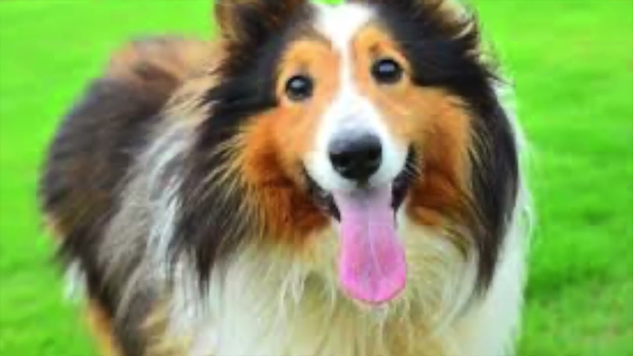 犬〜シェトランド・シープドッグ