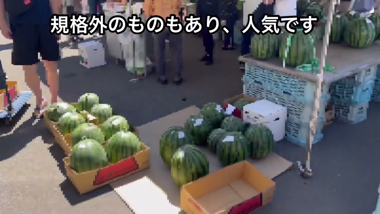 【スイカ村】松本のスイカは最高に美味しかった！#スイカ #watermelon 