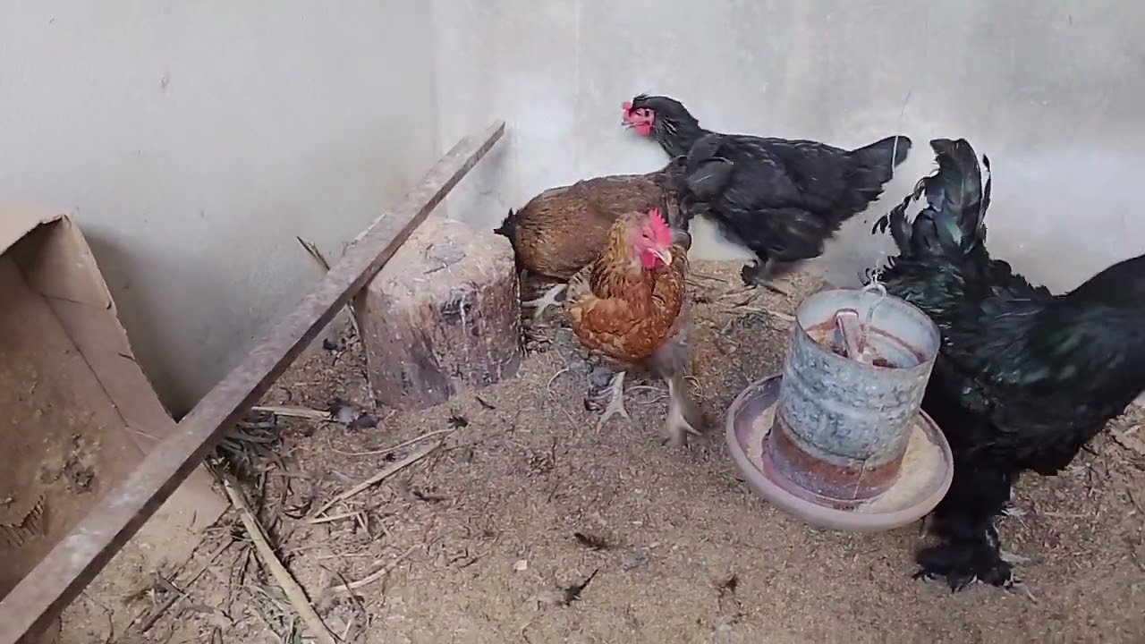 Criação de Galinhas.