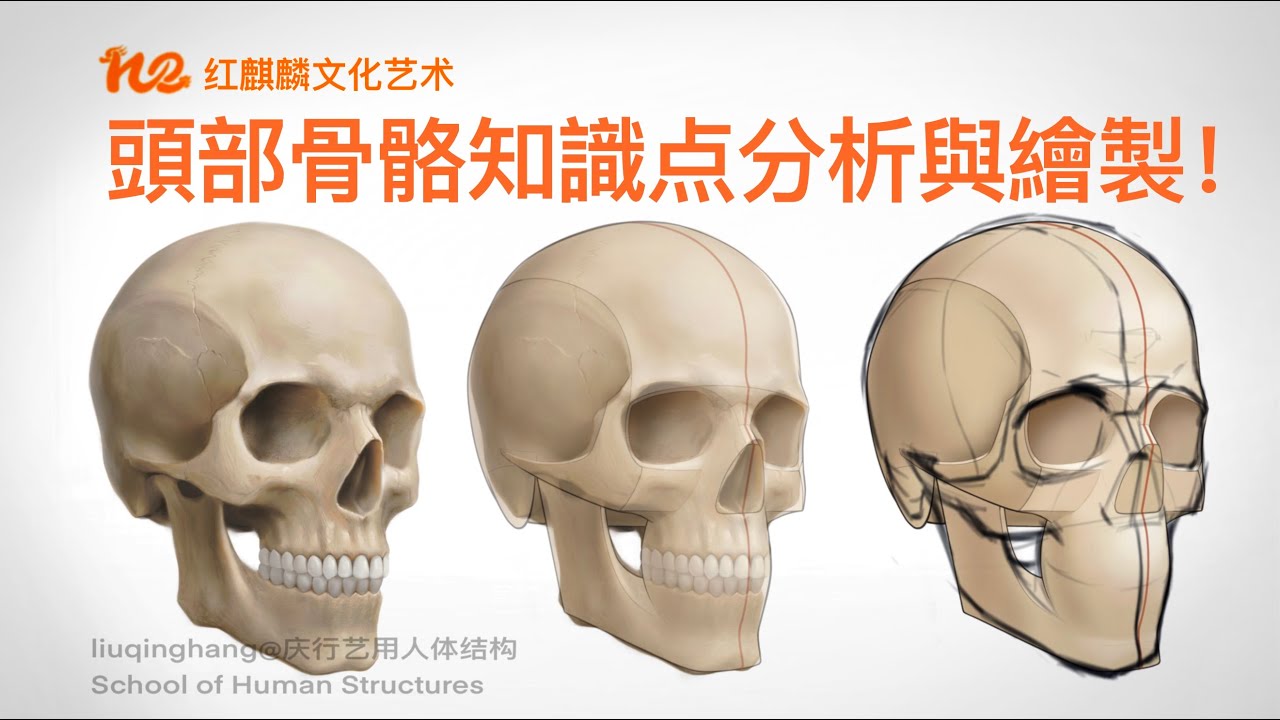 头部怎么画｜艺术解剖2022｜头部骨骼如何绘制？头骨知识点详解！