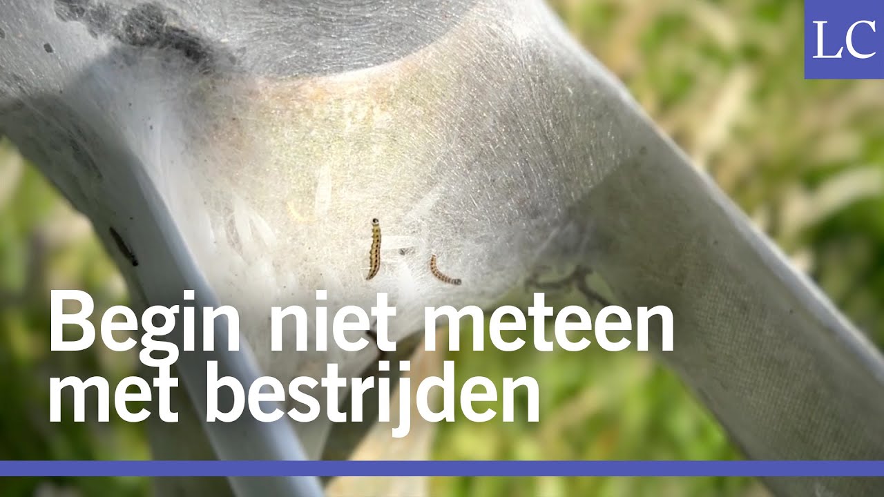 Deze rupsen pakken fruitbomen van stam tot kruin in met een spookachtig spinsel