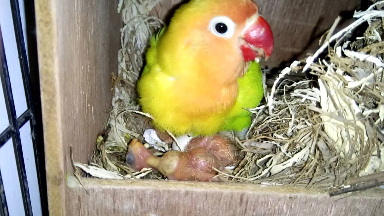 Cara lovebird ngeloloh anaknya 28 agustus