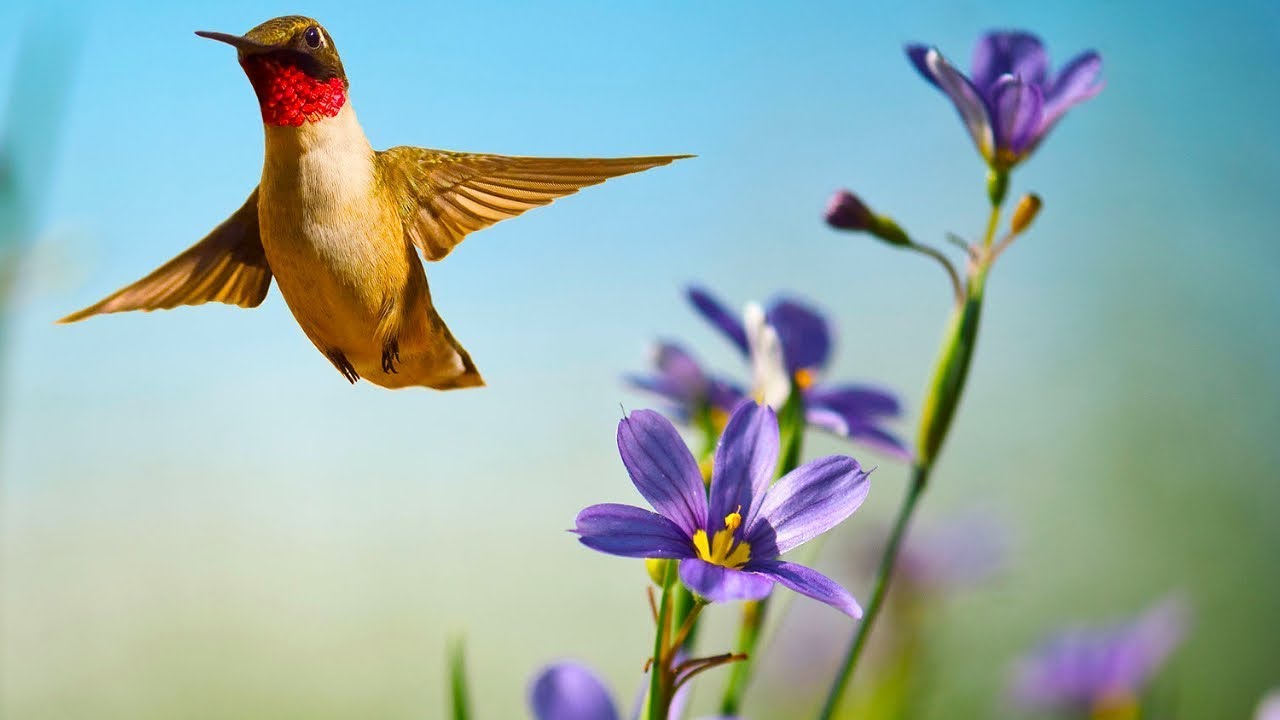 Beautiful Relaxing Music, Beautiful Nature Scenery in 4k Ultra HD, 