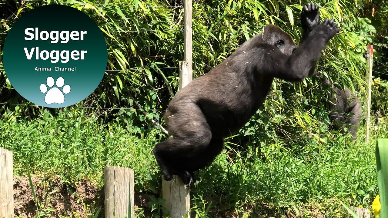 Gorilla Afia Wants To Play With Hasani's Mum Kala
