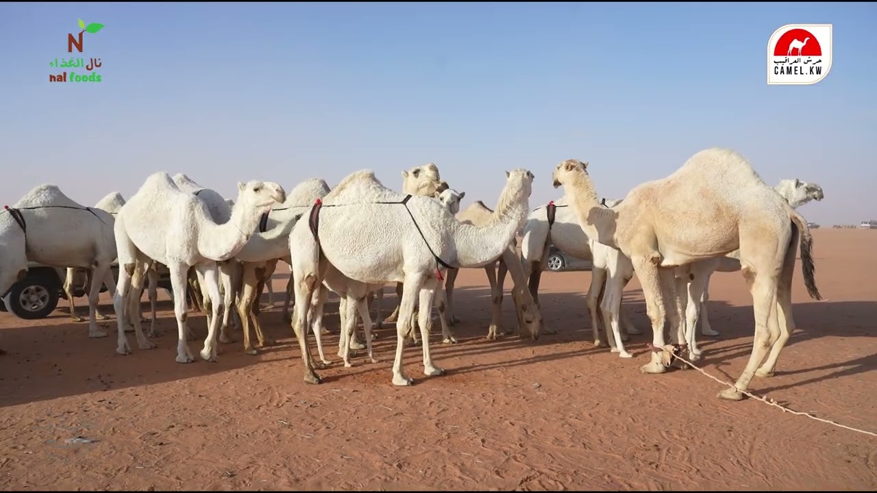 عشاها نال، اليوم الثالث عشر، ملّاك الإبل في ديوان نال 