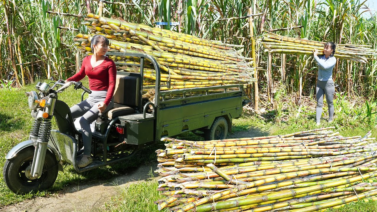 Use 3-wheeled Vehicle Harvesting Many Sugarcane Goes To Sell To Villagers - Animals Care