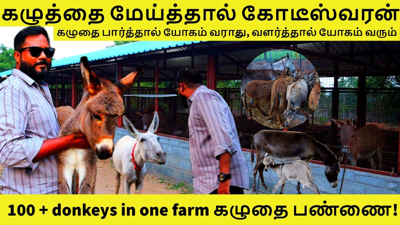 கழுதை வளர்ப்பில் இவ்ளோ லாபம் மா...! கழுதை மேய்க்க போகலாம்  | ஐந்திணை பண்ணை trichy