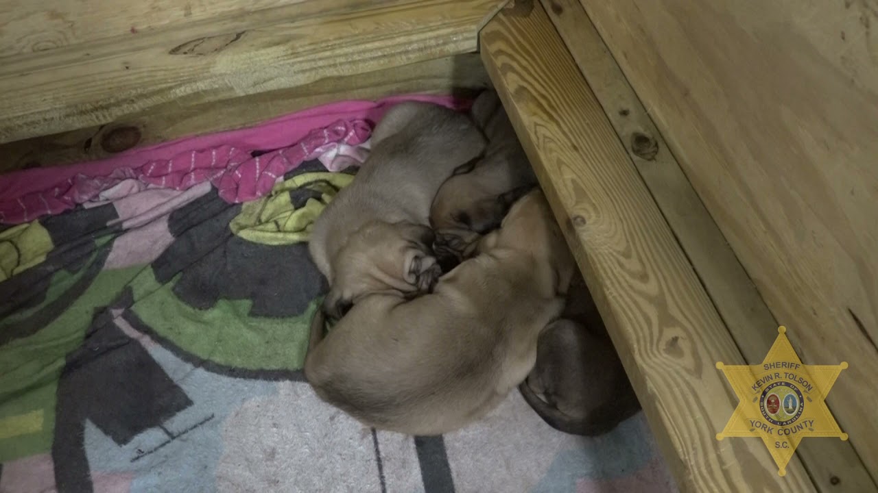 YCSO Puppy Cam Week 2 - (Recorded)