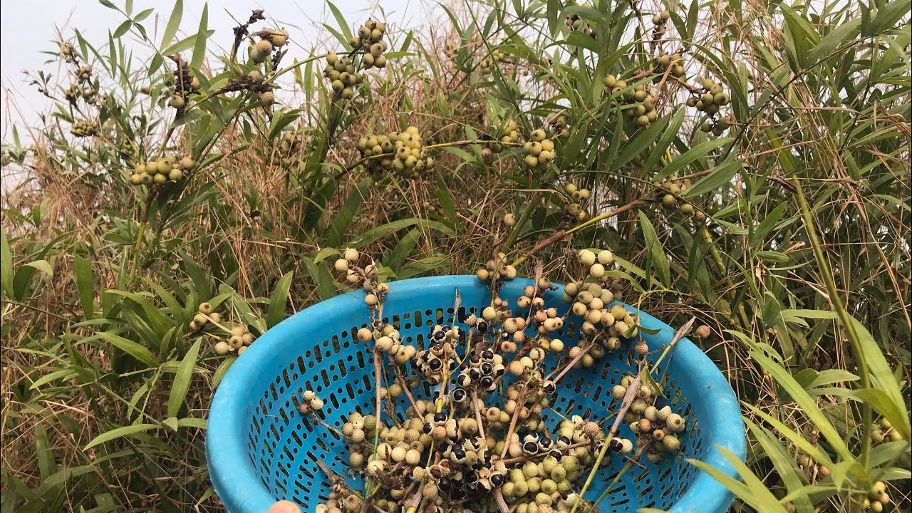 Harvesting rattan fruit/Rompeak fruit/khmer fruit