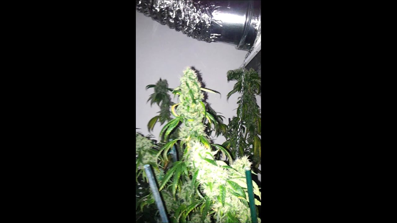 Fire Og Kush