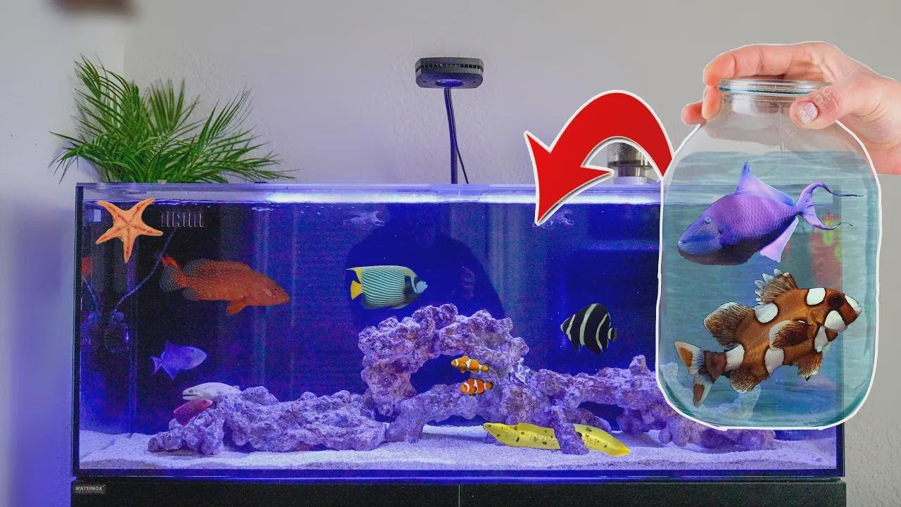 Comprei novos peixes incríveis para meu aquário marinho!
