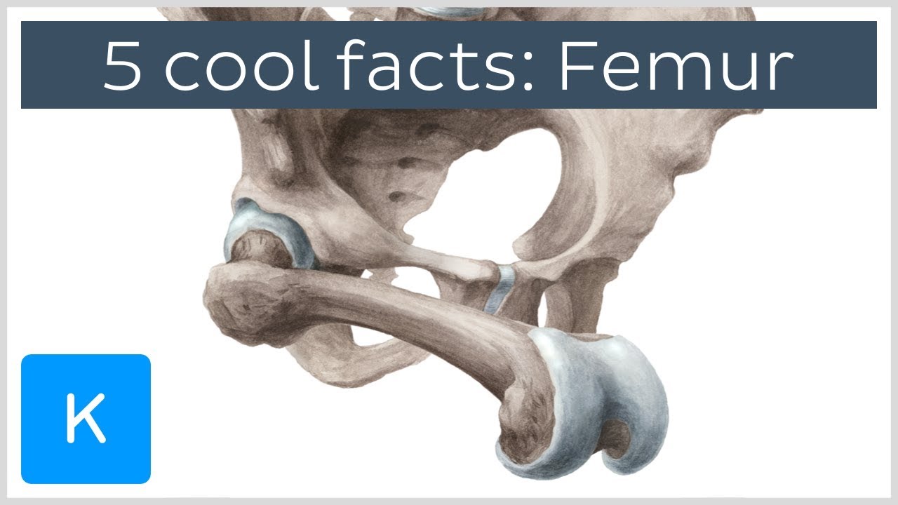 5 cool facts about the femur (thigh bone) - Human Anatomy |&nbsp;Kenhub