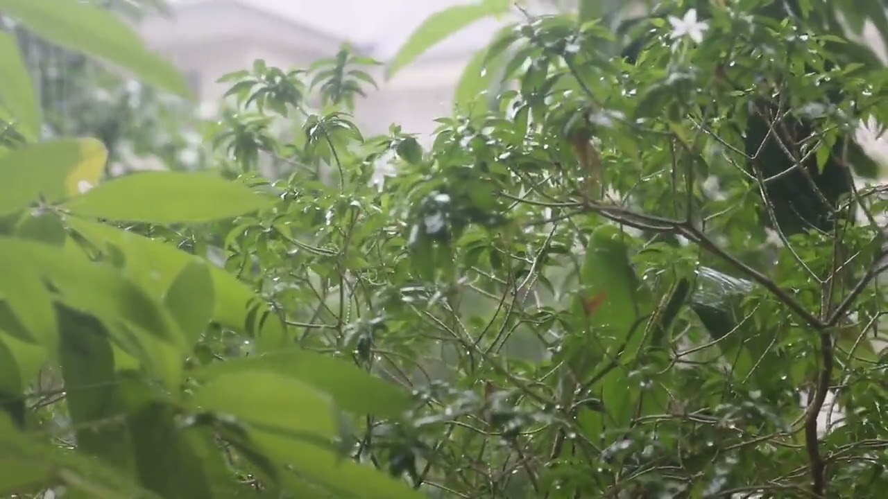 Rain Sounds for RELAXATION 🌧️ 5 Hours 45 Minutes Heavy Storm with native wildlife.
