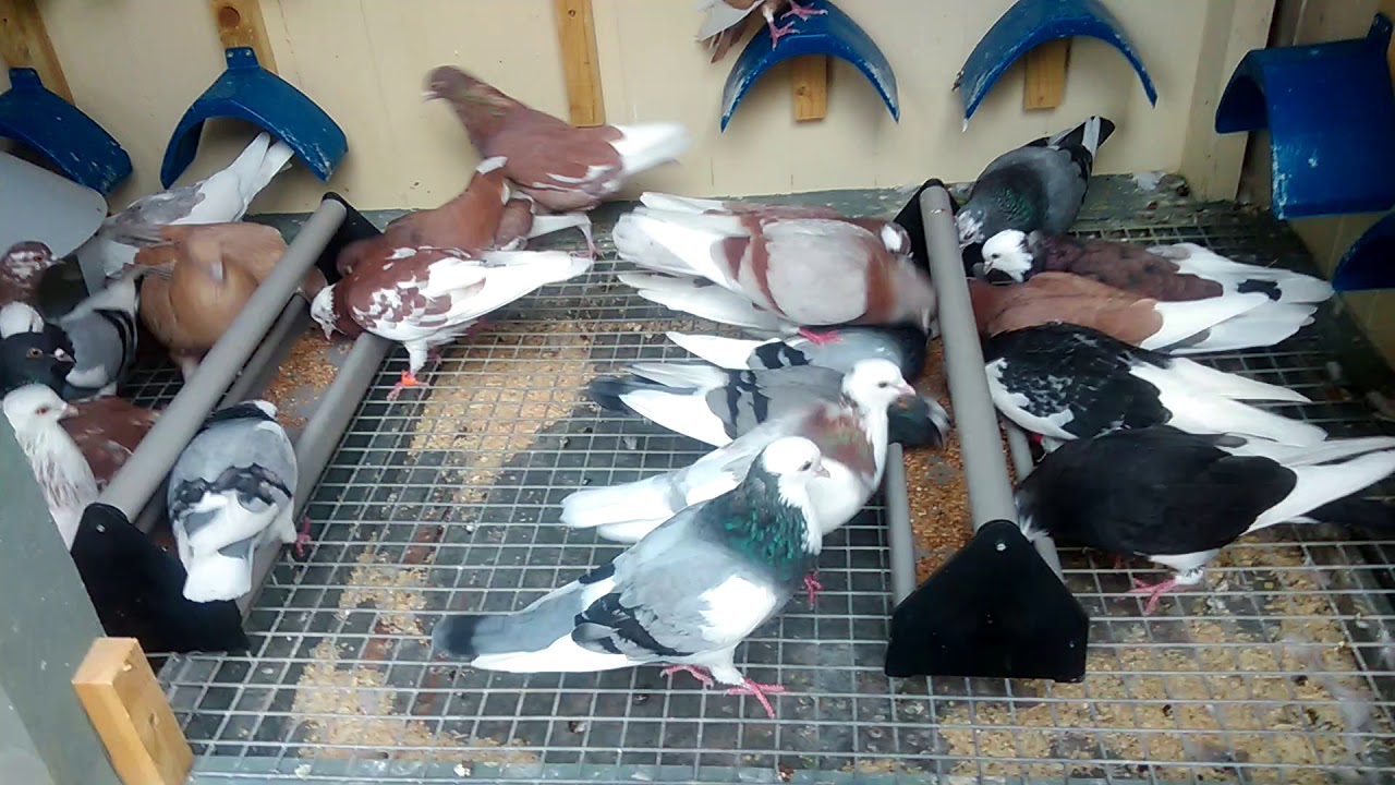Birmingham roller pigeons