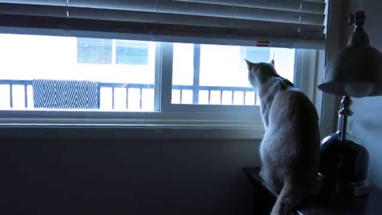 A MishMish Morning!