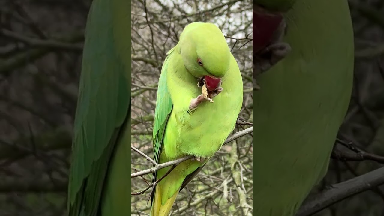 “A parakeet snacks on a peanut in Kensington Gardens on a cold morning, with two others nearby 🦜🦜🦜🌿”