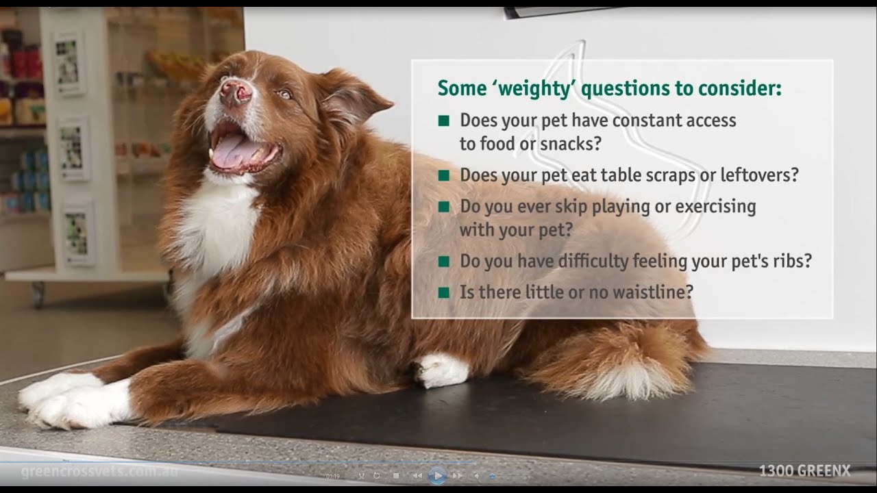 Greencross Vets  - Pet Obesity