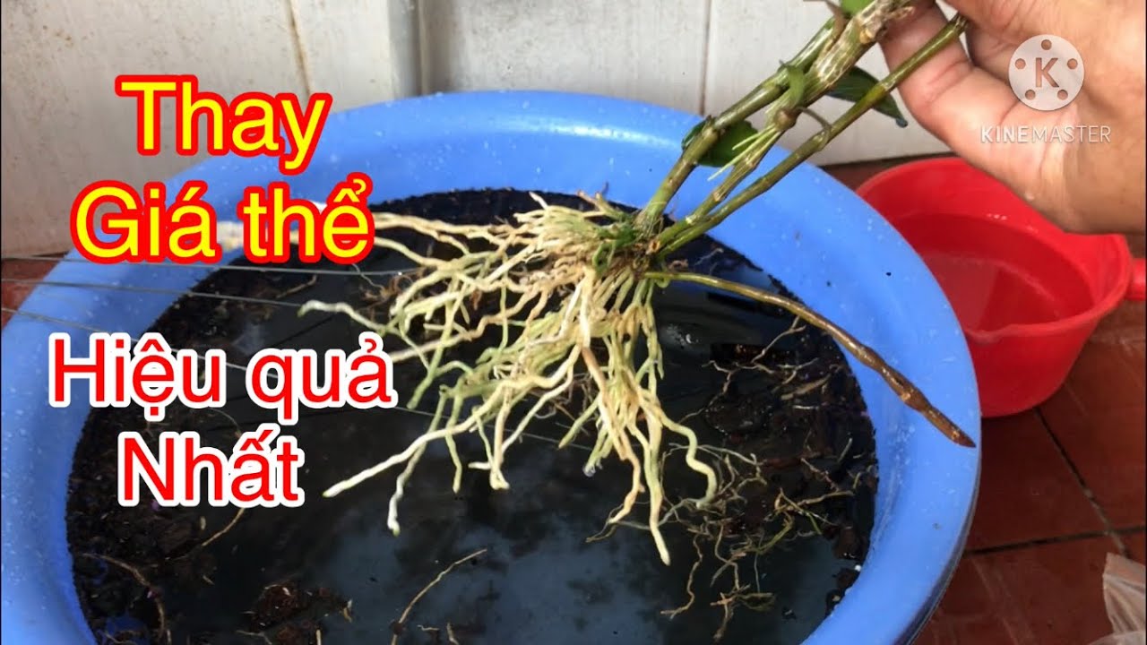 Từ A đến Z cách Sang chậu. Thay giá thể trong mùa đông hiệu quả an toàn