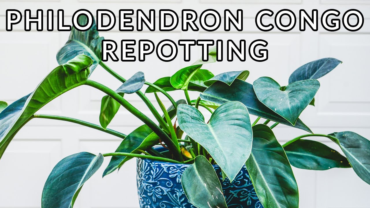 PHILODENDRON CONGO REPOTTING / JoyUsGarden