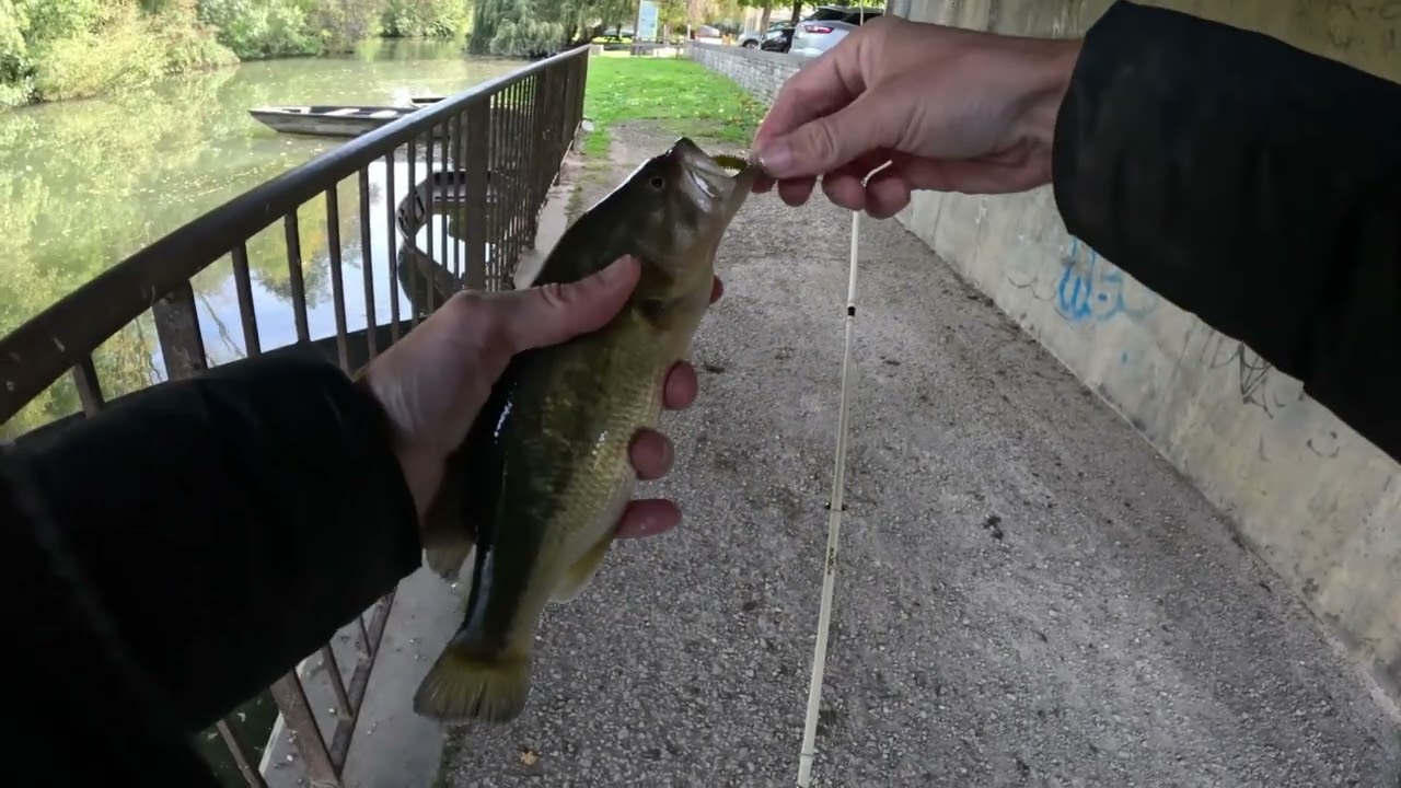 l'importance du leurre dans le marais poitevin