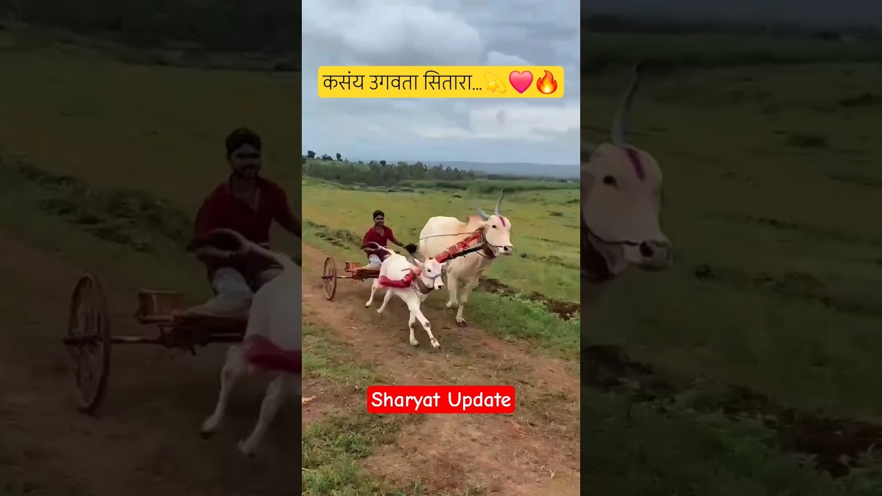 कसंय उगवता सितारा.🥹💫❤️🔥#बकासुर #sharyat #p3 #live #bakasur #sharyat #viralshorts #नाद #shorts #viral