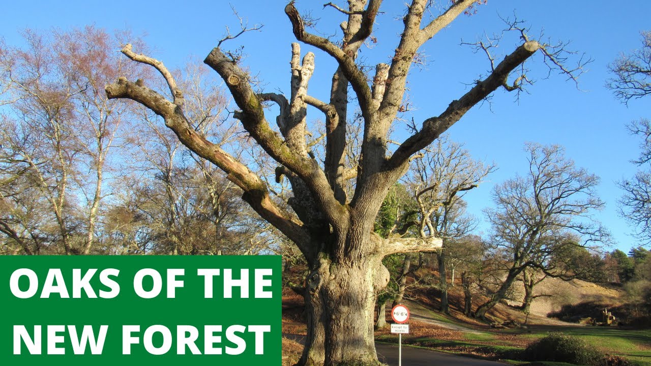 NEW FOREST WALKS : EXPLORING ANCIENT OAK TREES OF THE NEW FOREST (NEW FOREST NATIONAL PARK) [4K]